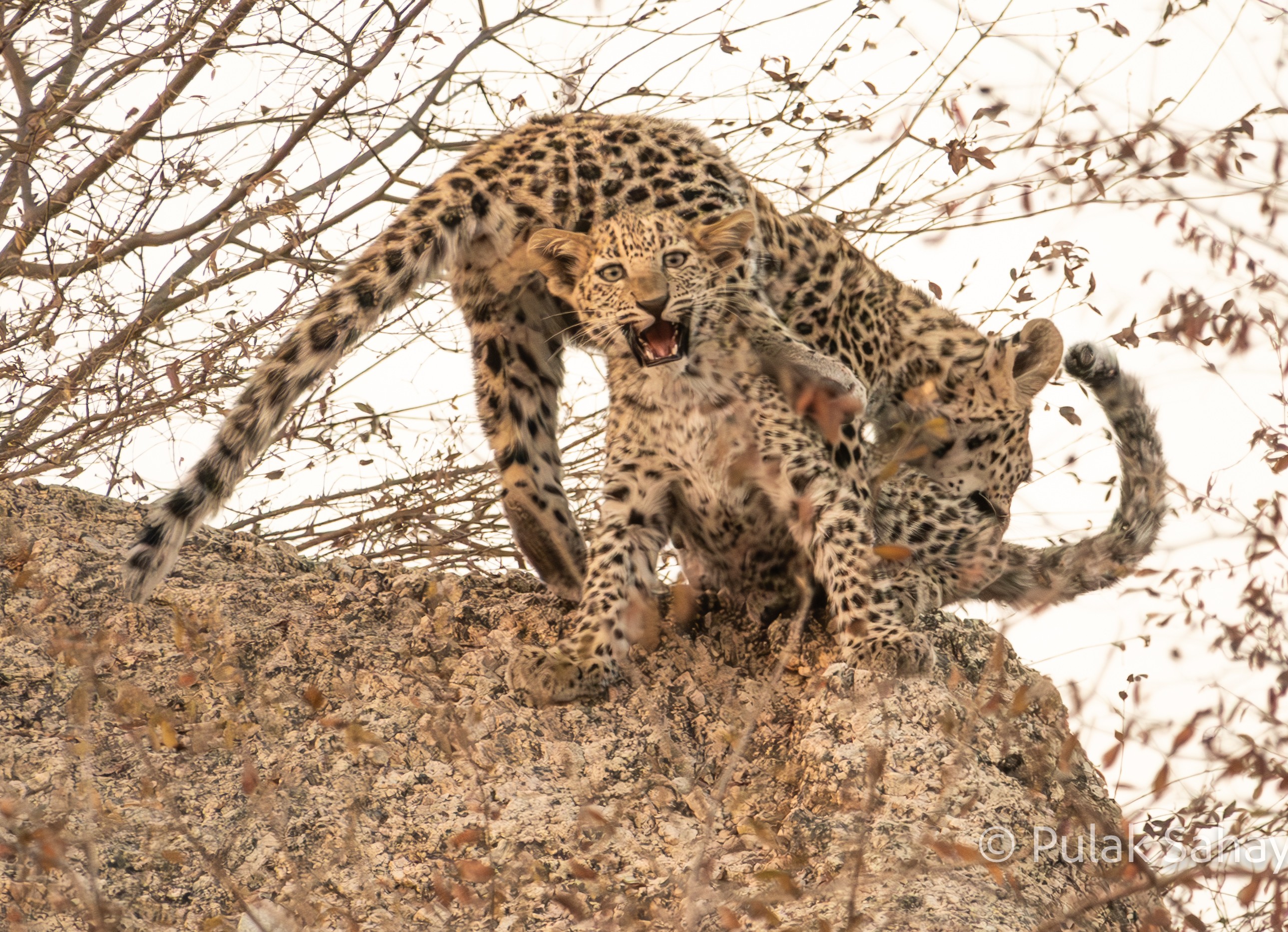 Younger cub crying in pain